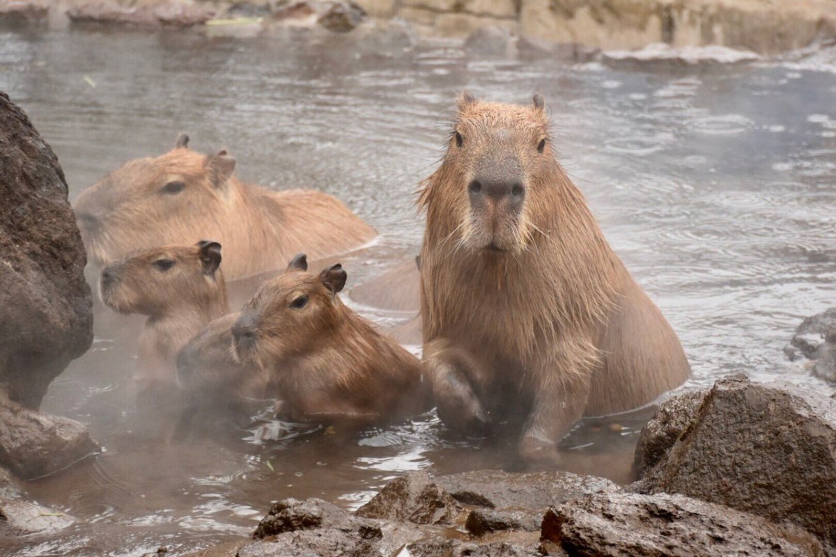Вомбат и капибара