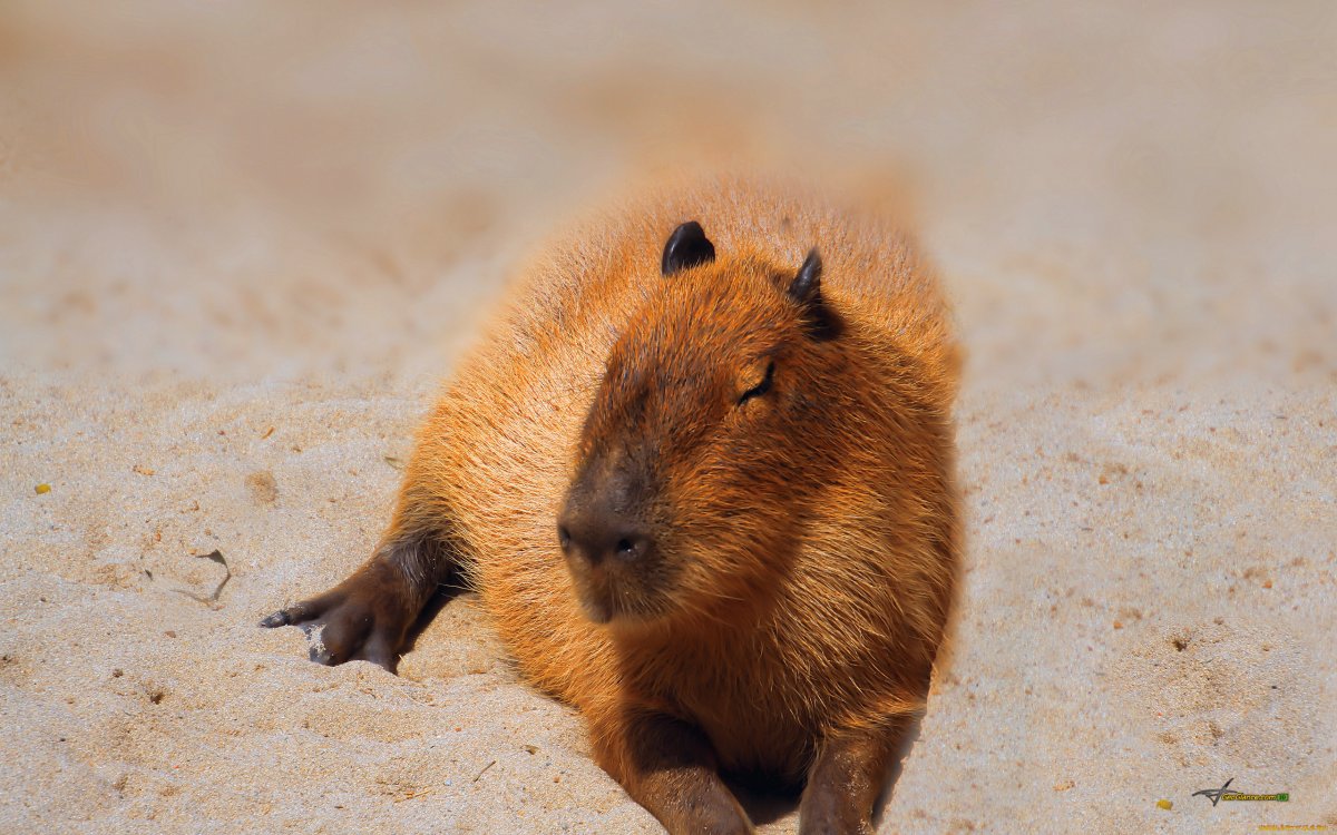 Капибара вес