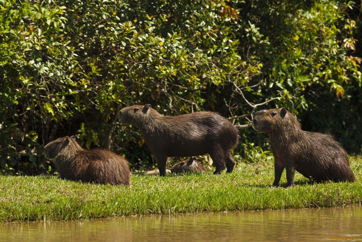 Капибара Чан