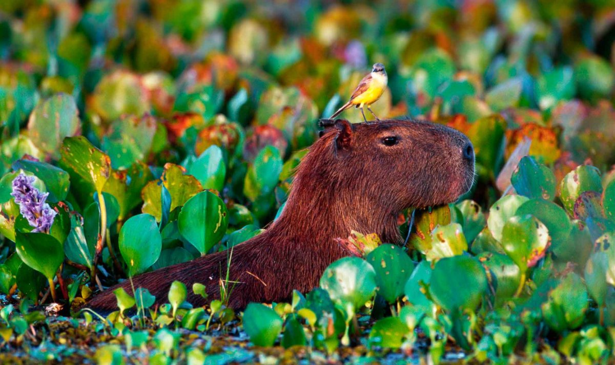 Александра капибара