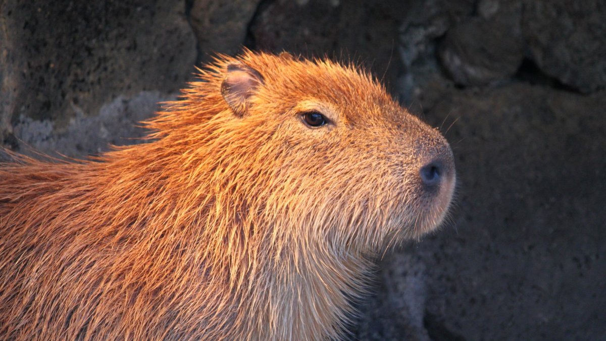 Капибара Илон