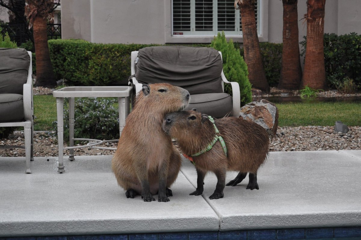 Стая капибар