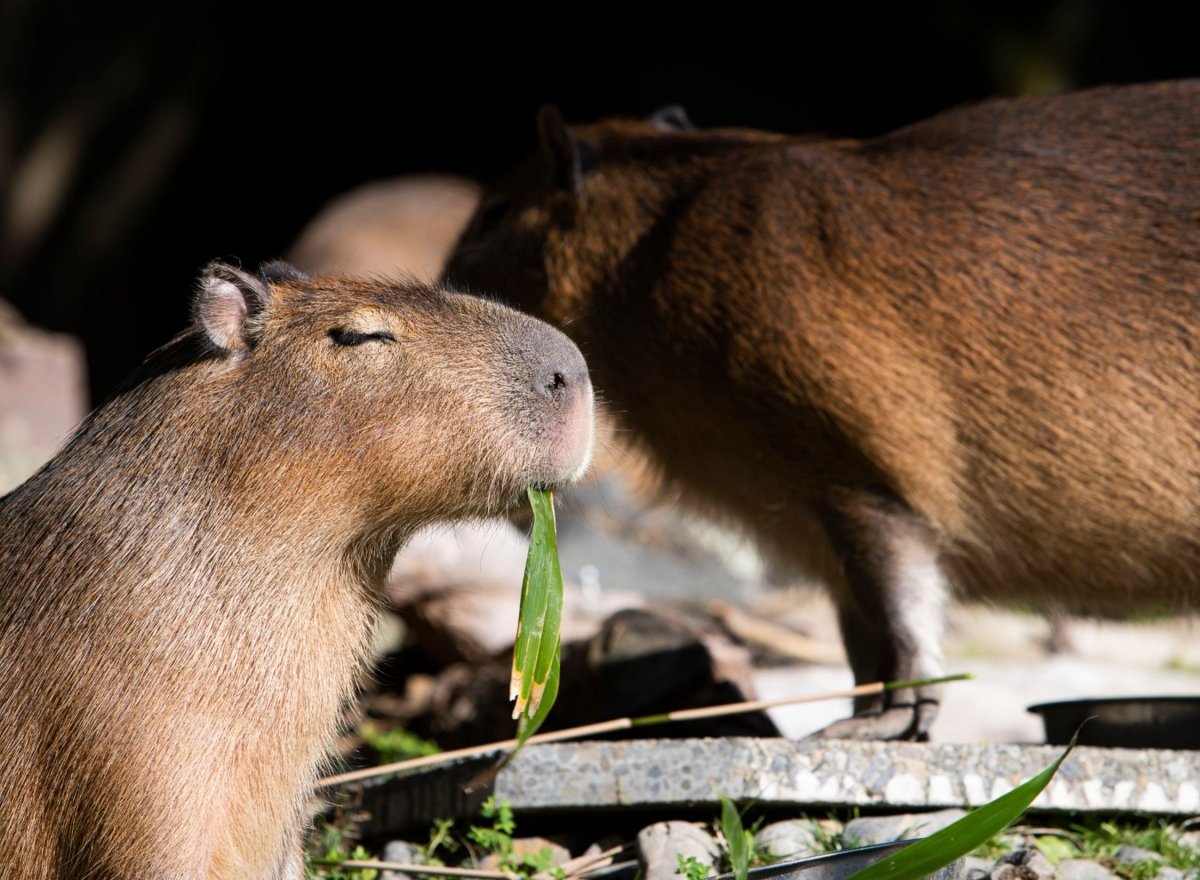 Капибара животное малыш