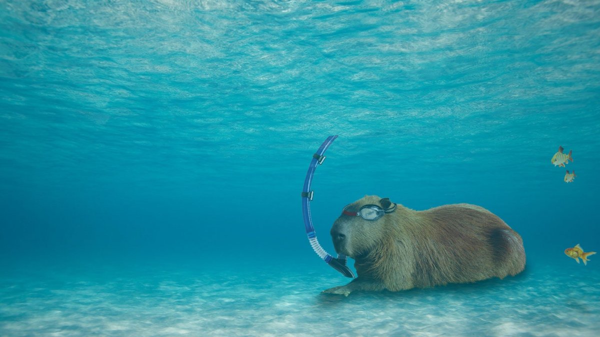 Капибара плавает