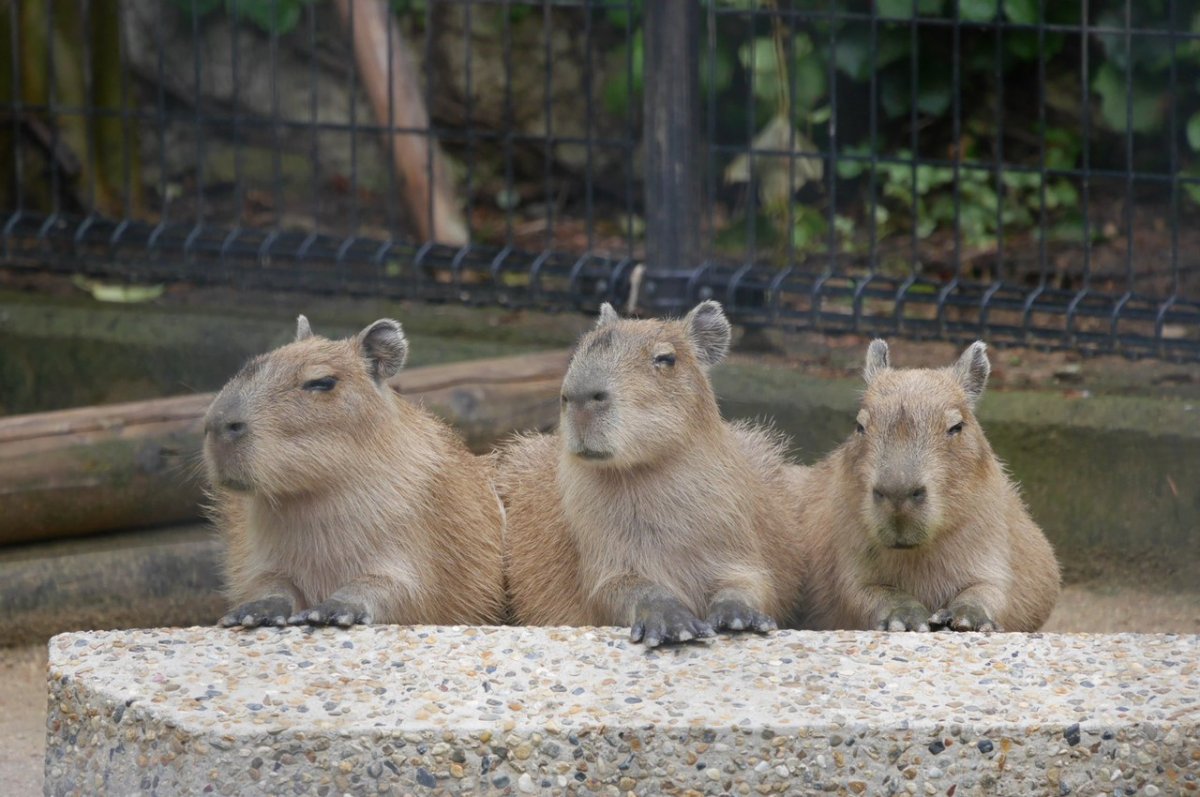 Новорожденные капибары