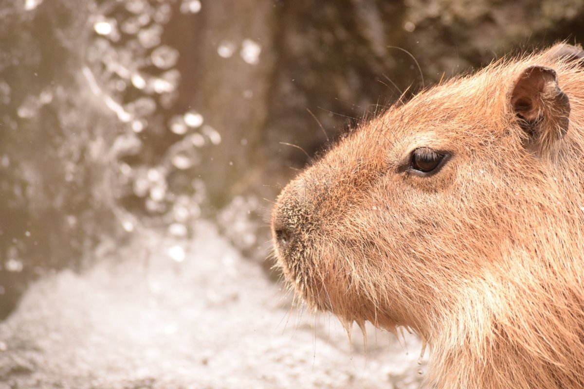 Черная капибара