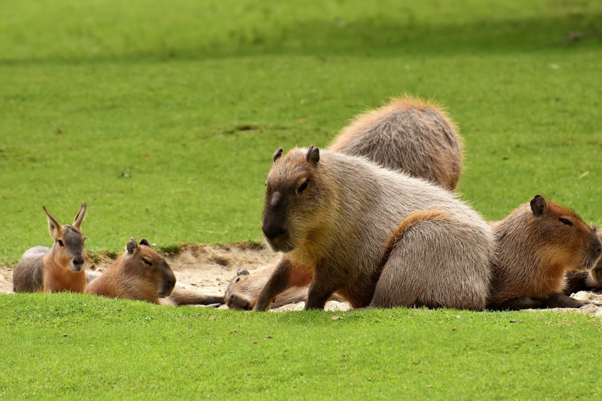 Обои капибара