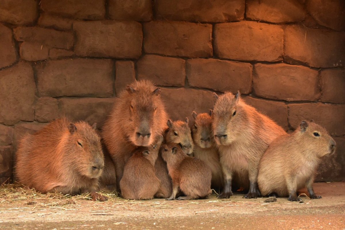 Капибара Бразилия