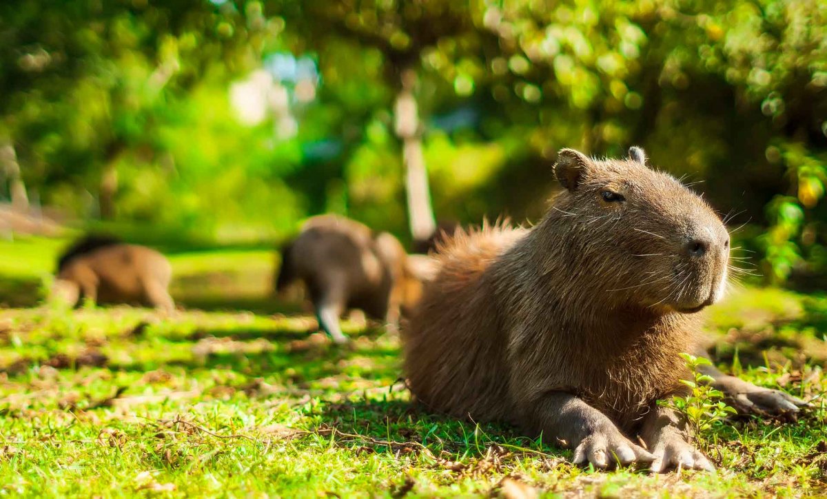 Парк капибара