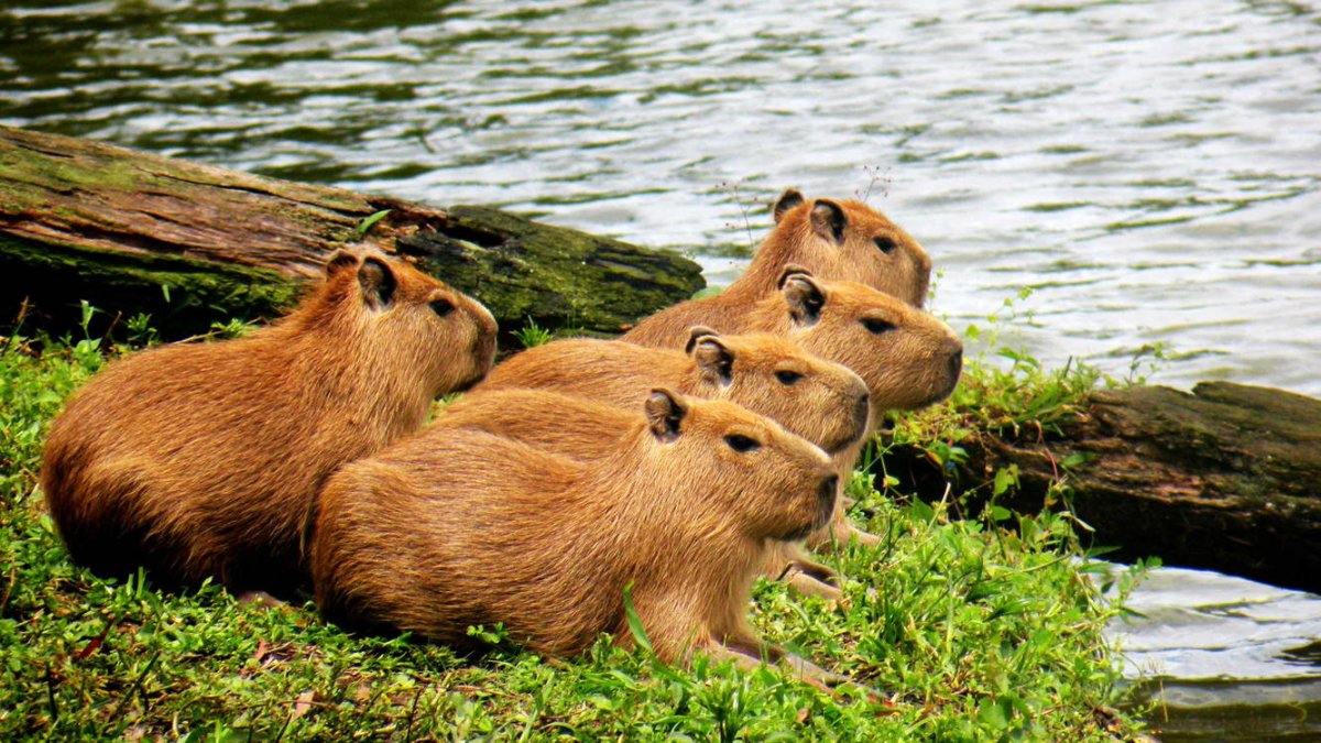 Капибара эндемик Северной Америки