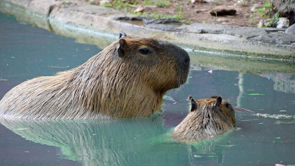 Вомбат Квокка капибара
