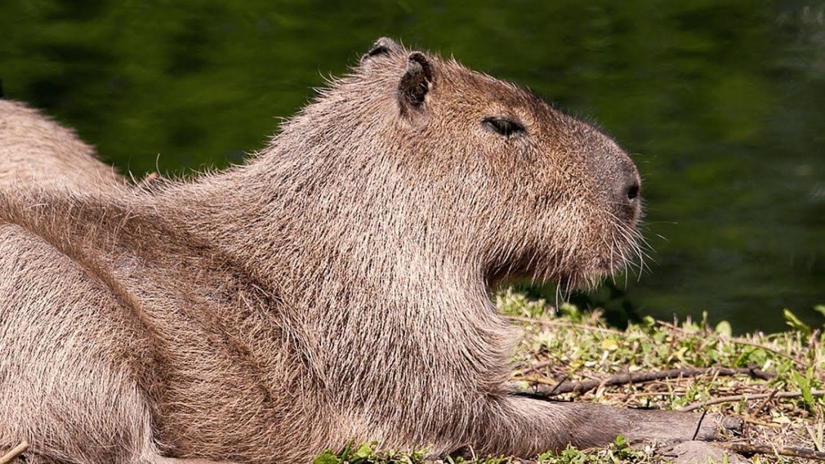 Капибара экваториальных лесов