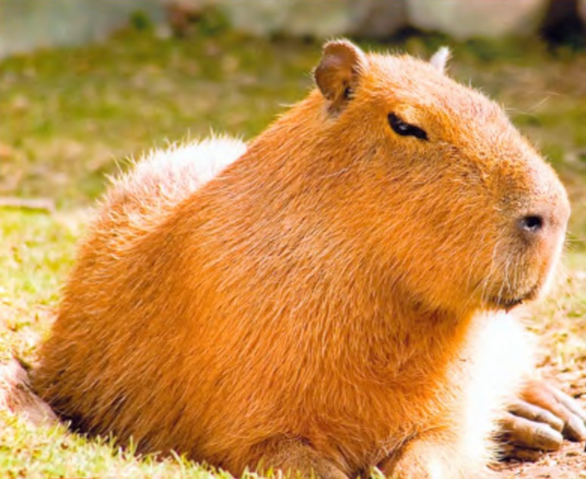 Карликовая капибара