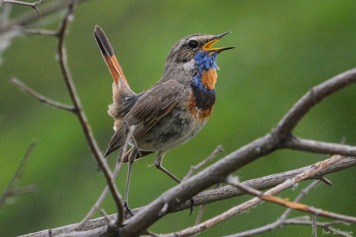Лесные птицы Самарской