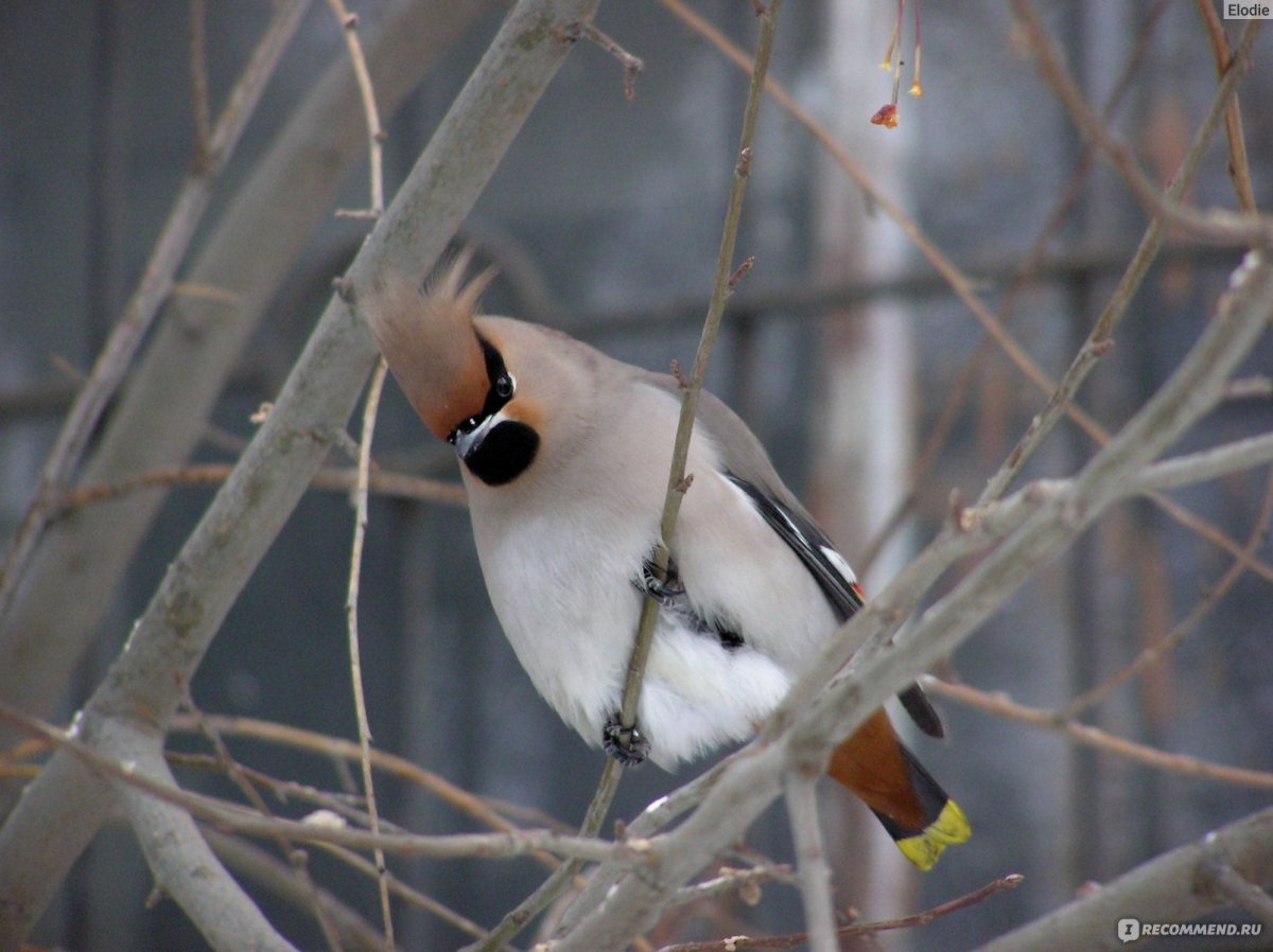 Лесные певчие птицы Поволжье