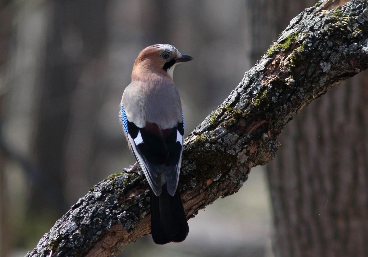 Сойка Читинская
