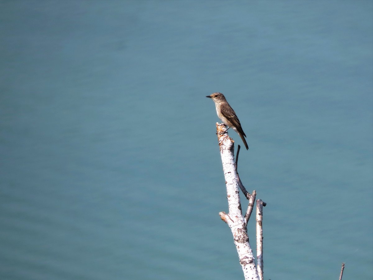 Зимующие птицы Сойка