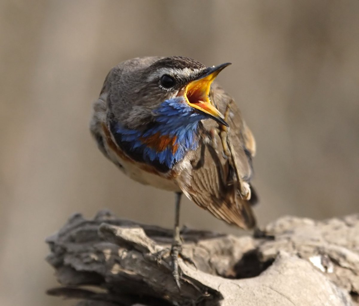 Птицы Нижегородской области