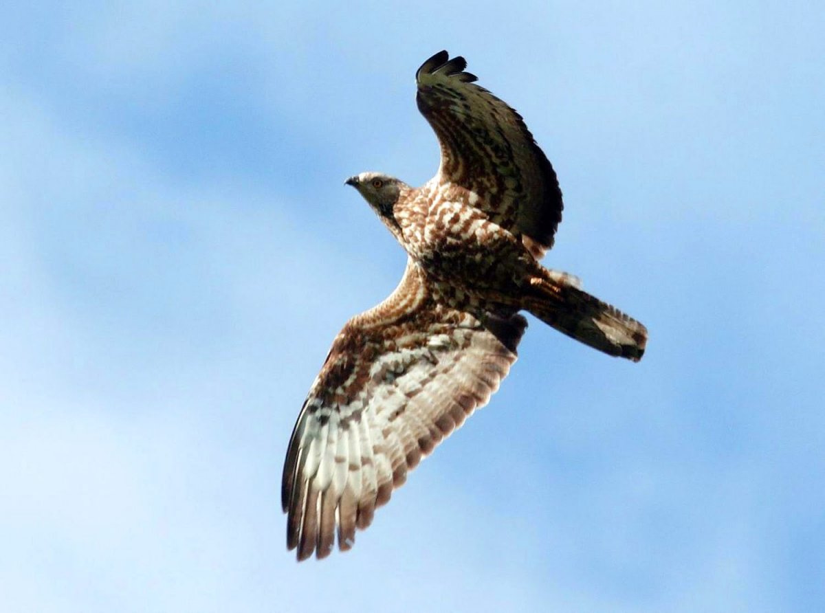 Птицы тольяттинских лесов