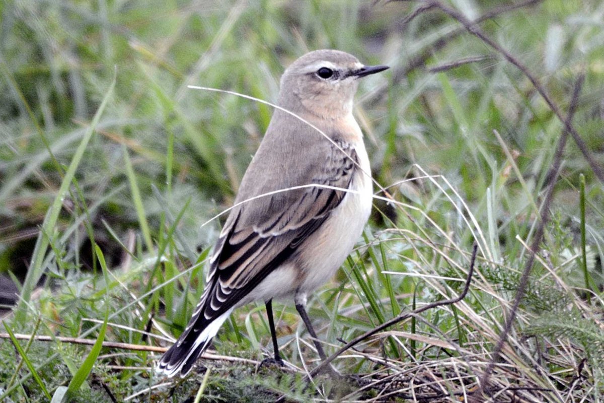 Сорокопут жулан