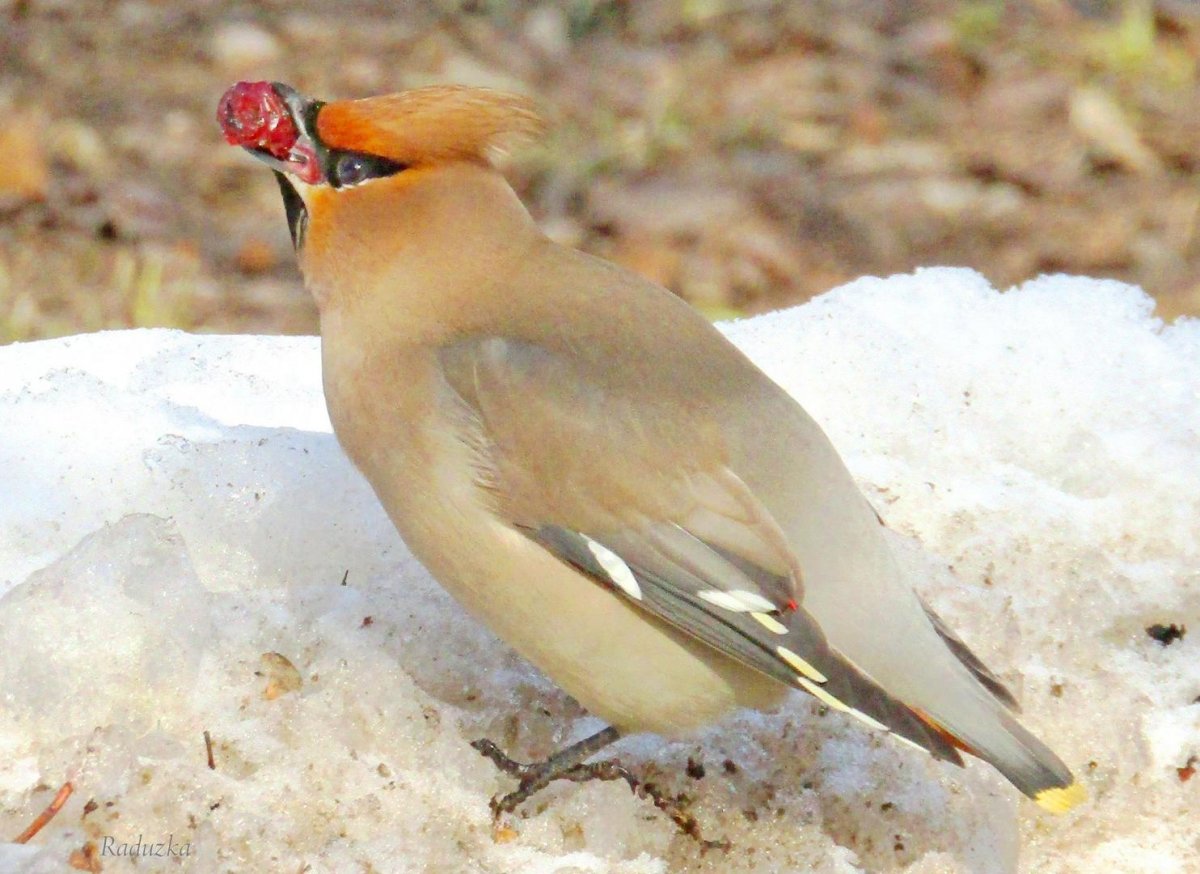Певчие птицы в Омске