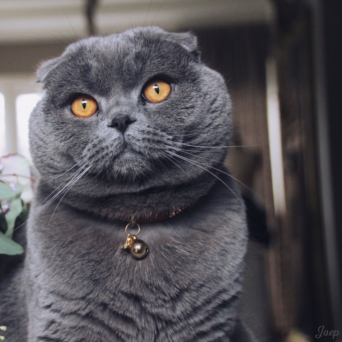 Шотландская вислоухая кошка