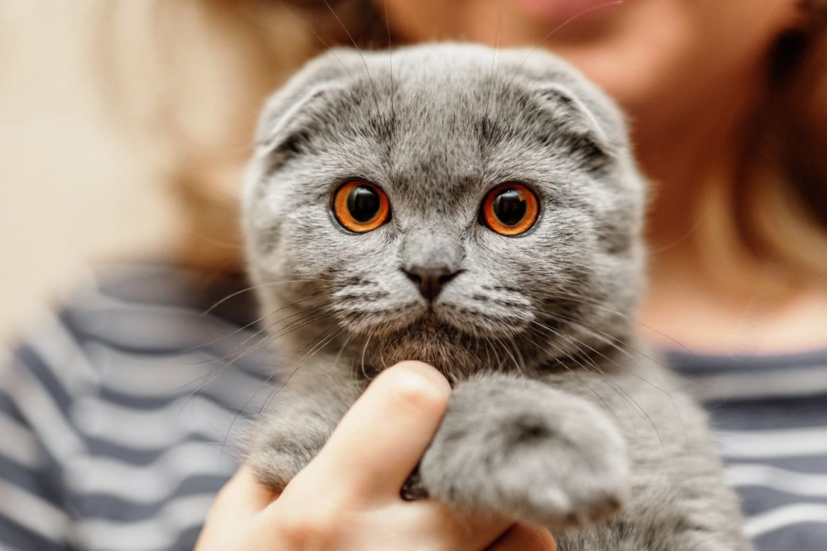 Шотланская Веселуха кошка