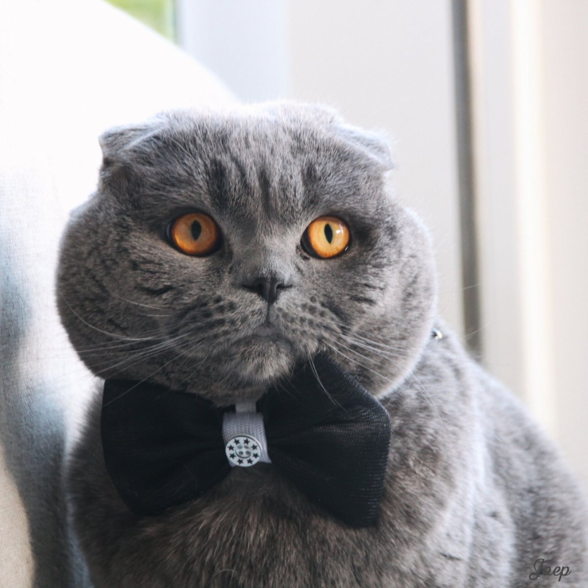 Кошки Бритиш фолд