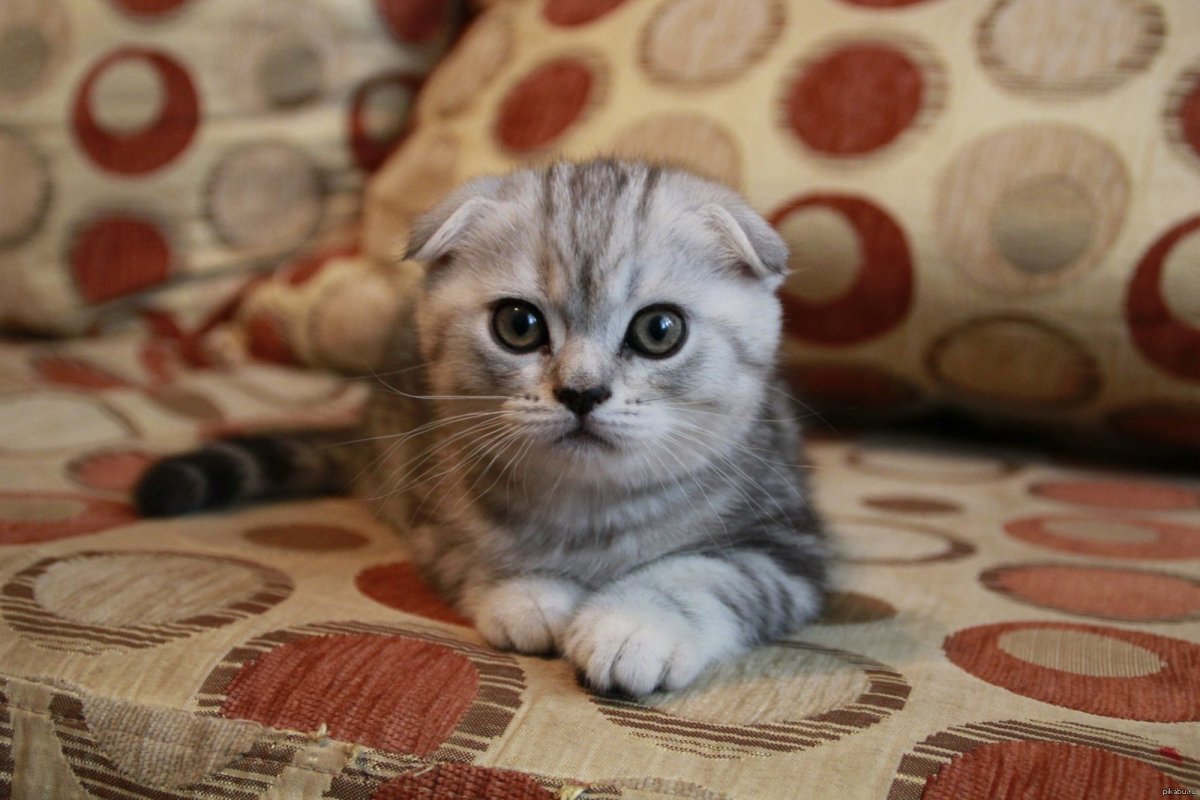Шотландский вислоухий котенок серый