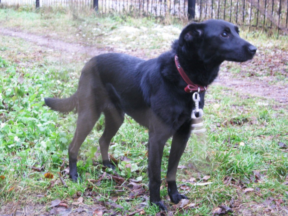 Метис черной овчарки и дворняги