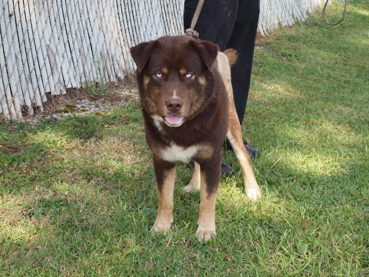 Метис лабрадора и овчарки