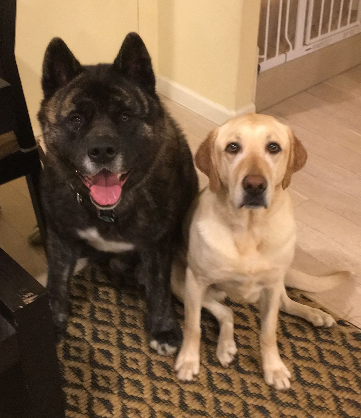 Лабрадор ретривер метис датского дога.