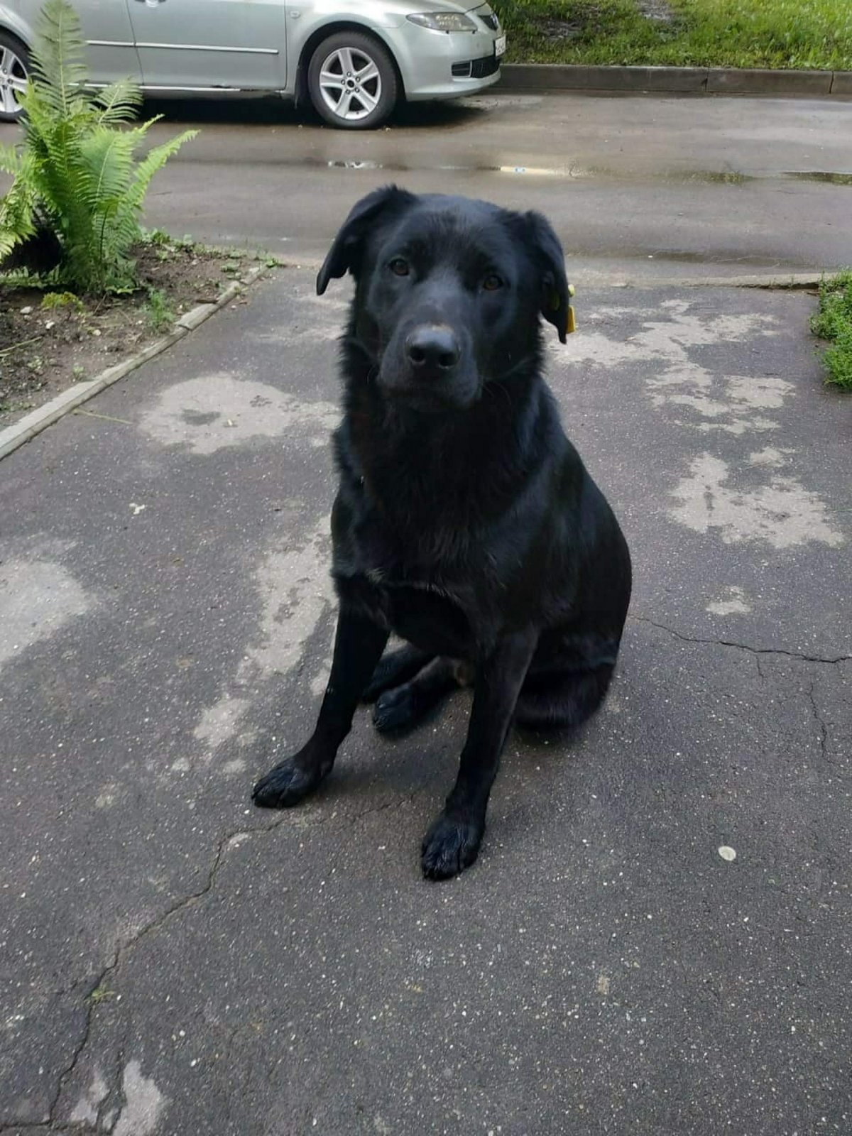 Лабрадор против овчарки