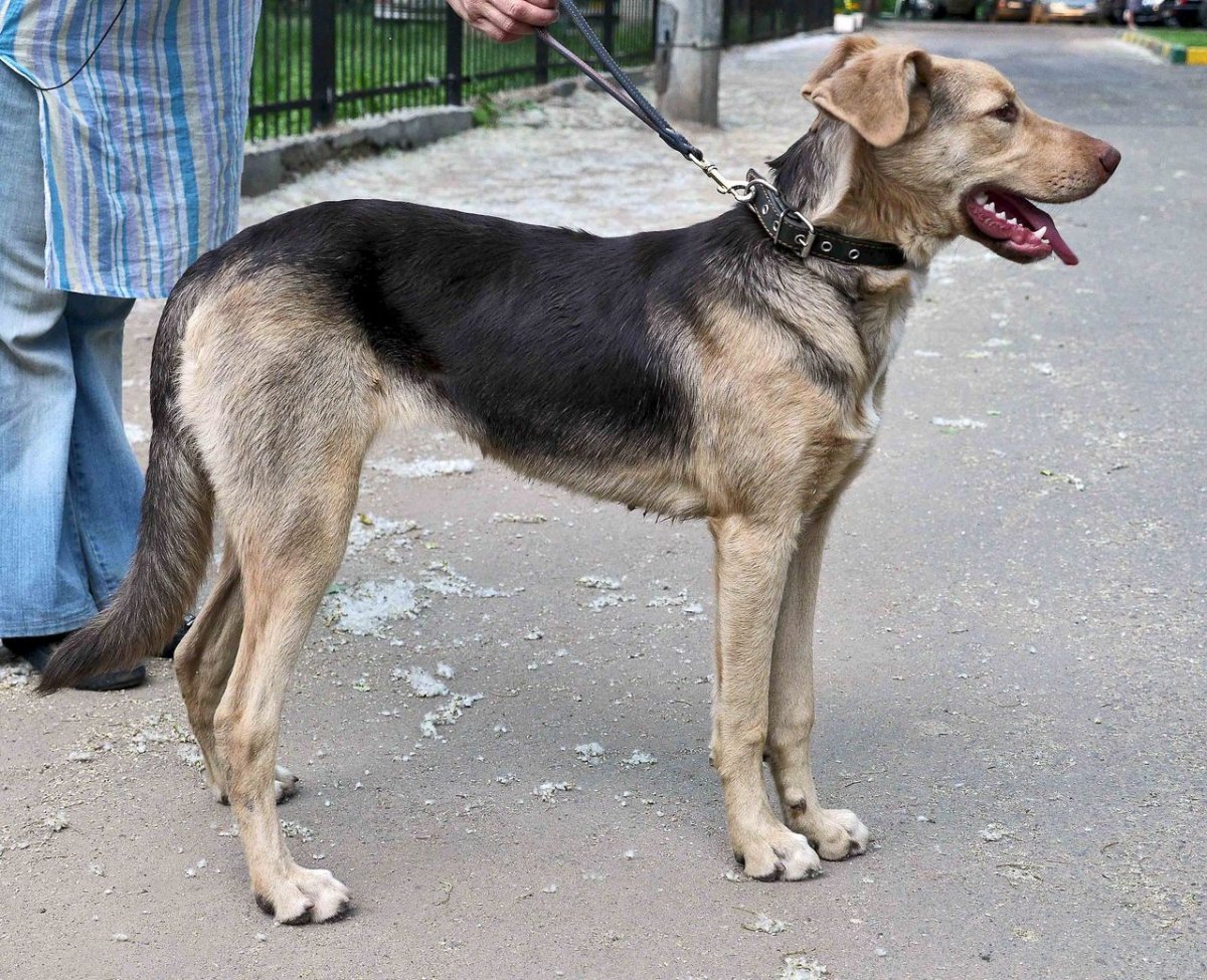 Метис лабрадора и овчарки