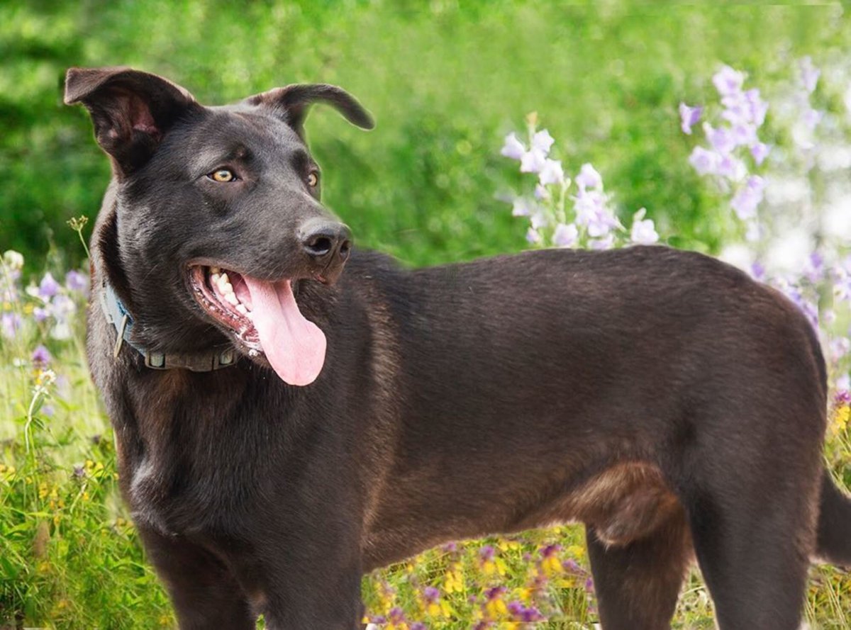 Метис лабрадора и немца