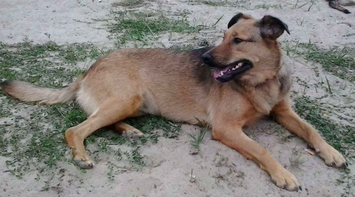 Лабрадор метис черный