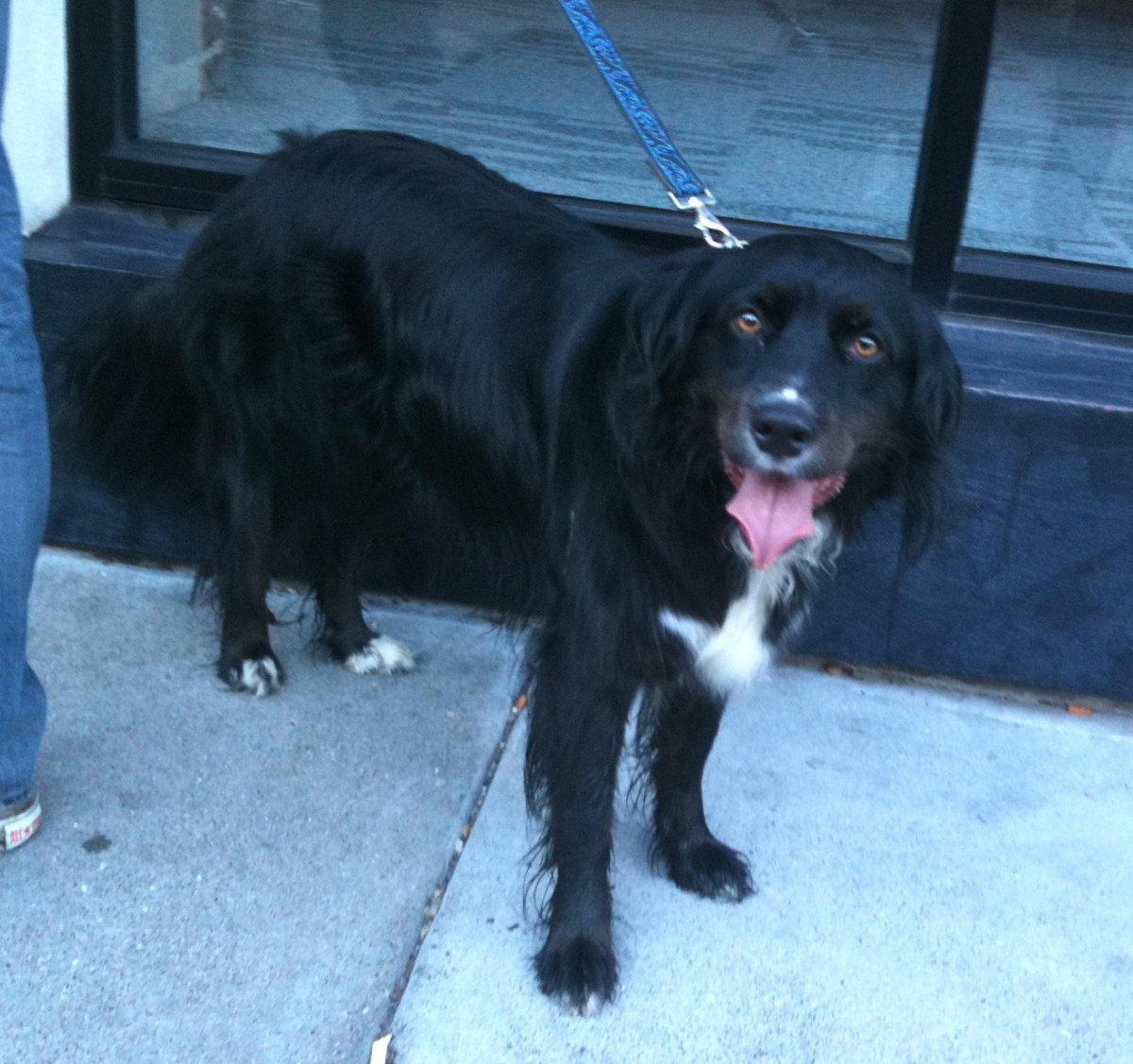 Мама лабрадор папа лайка