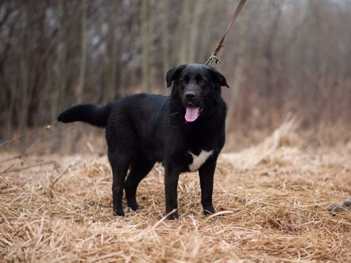 Метис лабрадора и овчарки