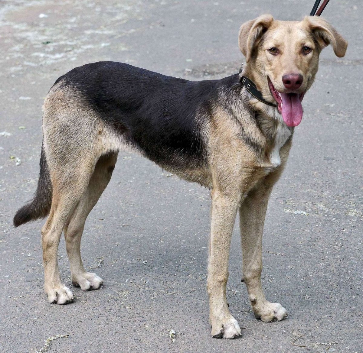 Метис ВЕО И лабрадора