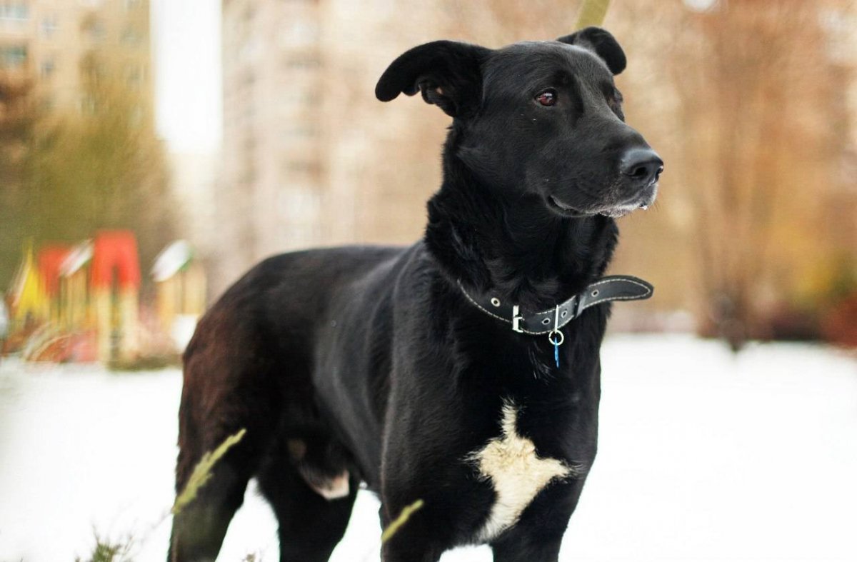 Метис лабрадора и овчарки