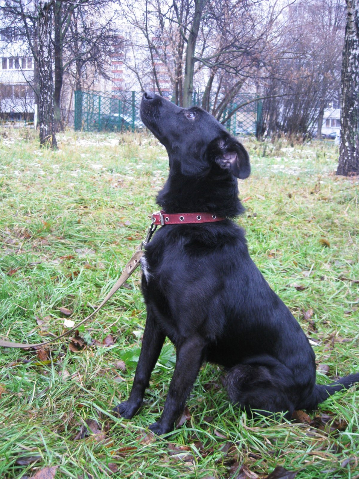 Метис овчарки и лайки щенки 2 месяца