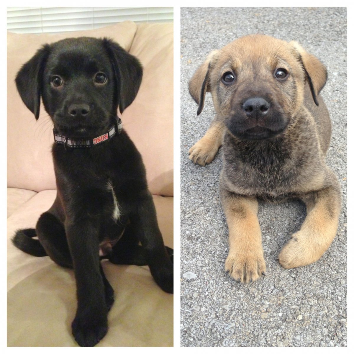 Помесь лабрадора и овчарки