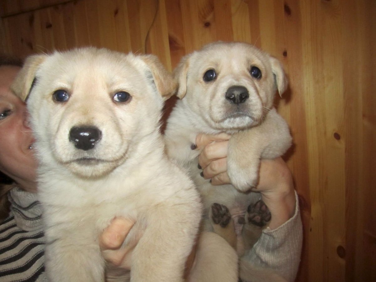 Метис лабрадора и овчарки