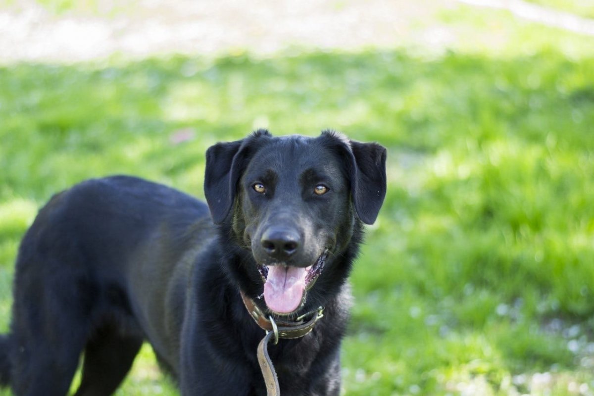 Метис ротвейлера и лабрадора