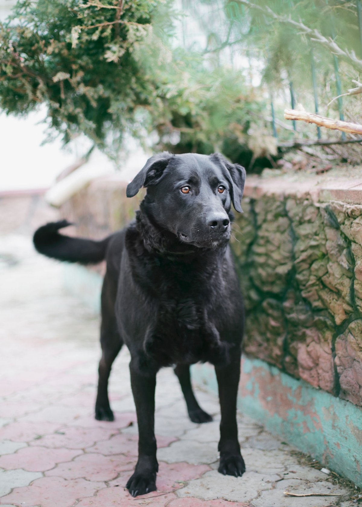Метис лабрадора и дворняги