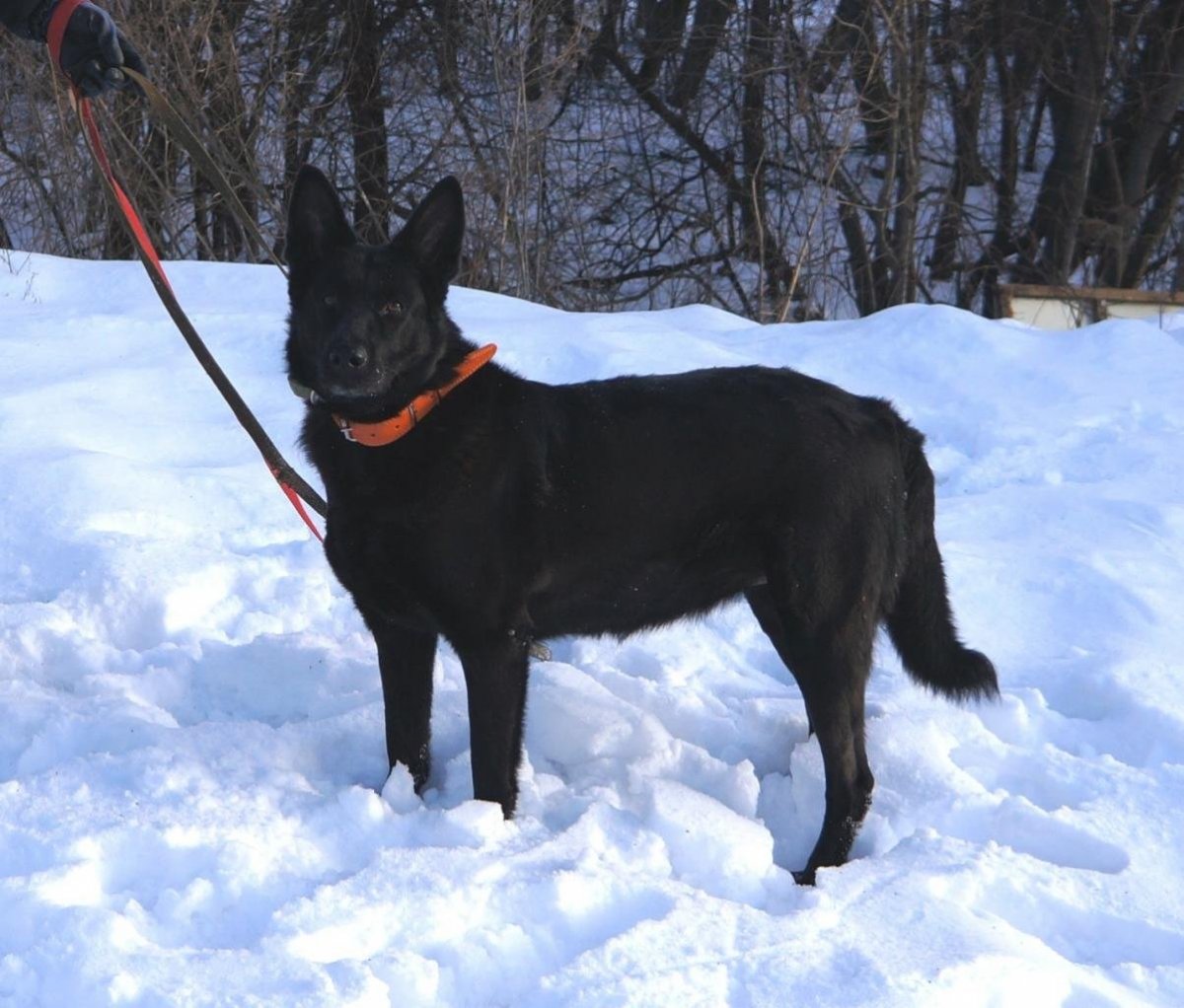 Черно подпалый метис лайки и немецкой овчарки