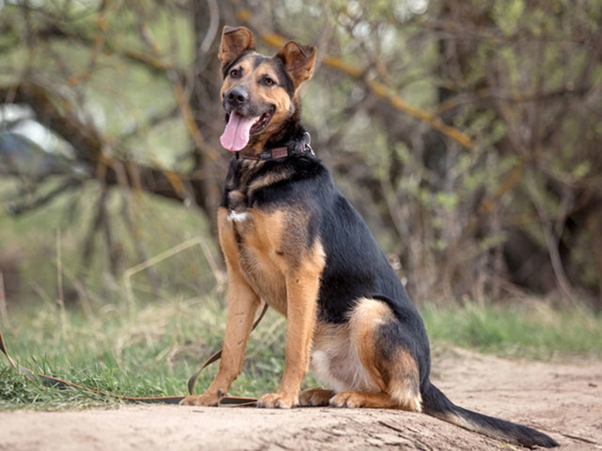 Метис немецкой овчарки