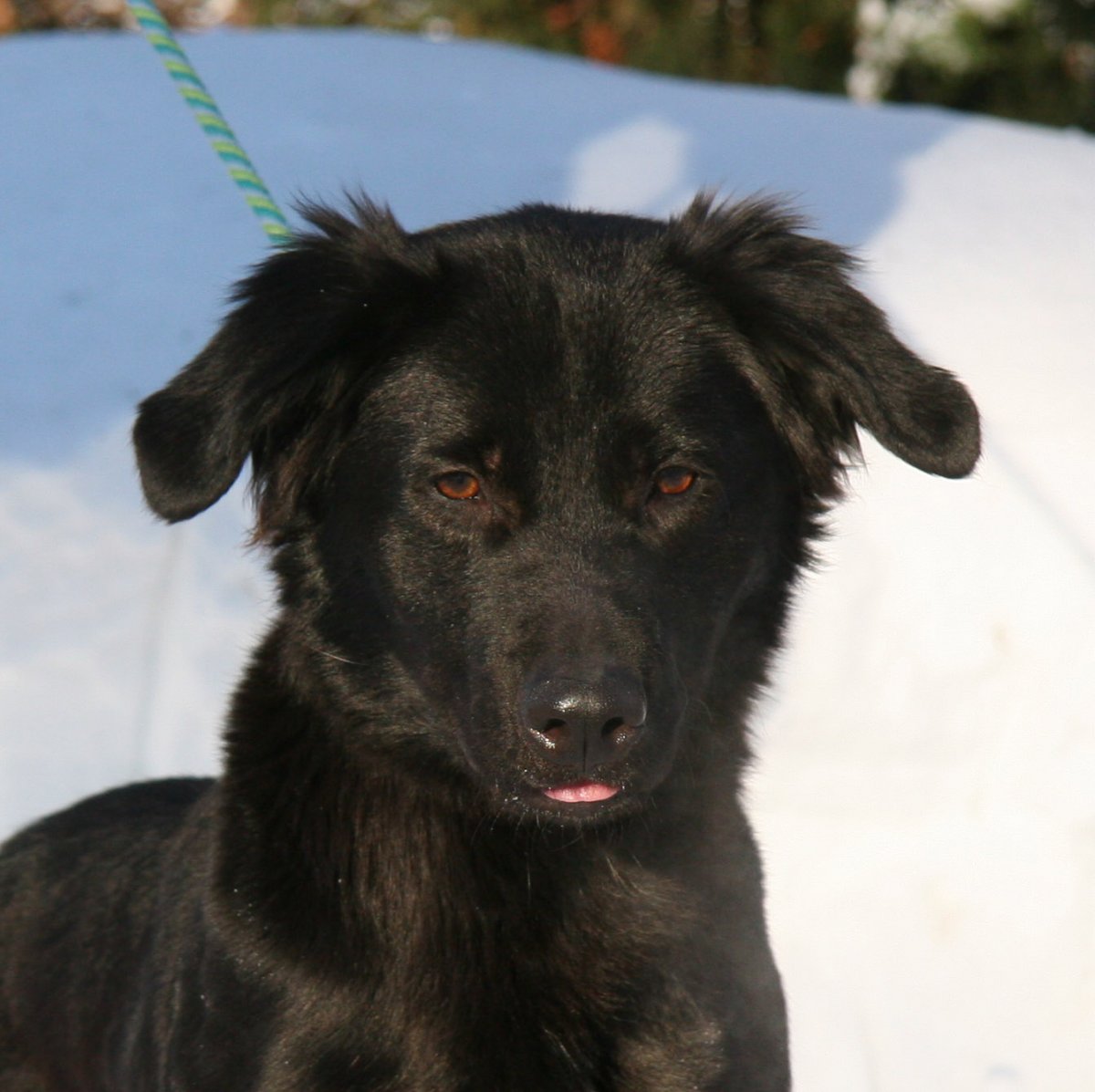 Бордер колли ретривер метис