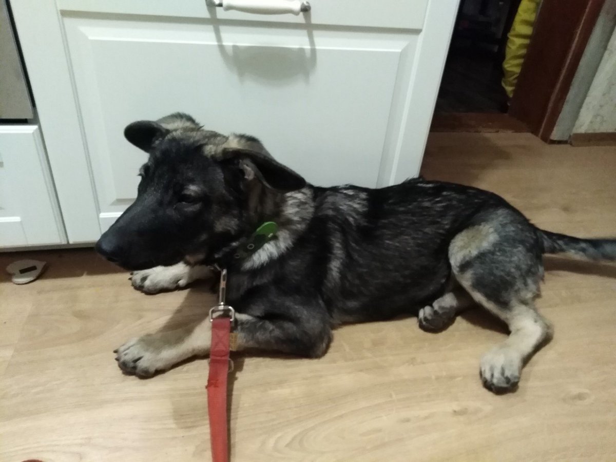 Немецкая овчарка щенок цена Калининград