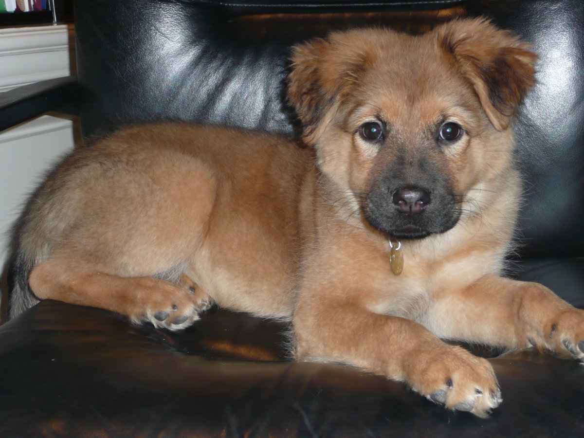 Метис лабрадора и овчарки белый